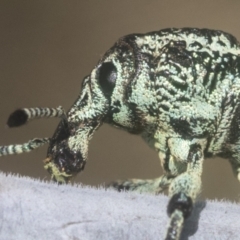 Chrysolopus spectabilis (Botany Bay Weevil) at The Pinnacle - 12 Jan 2021 by AlisonMilton