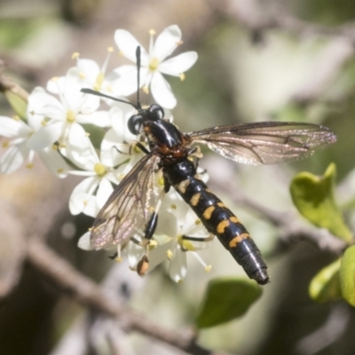 Miltinus sp. (genus) (Miltinus mydas fly) at Hawker, ACT - 12 Jan 2021 by AlisonMilton