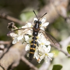 Miltinus sp. (genus) at Hawker, ACT - 12 Jan 2021