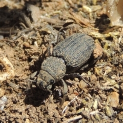 Cubicorhynchus sp. (genus) (Ground weevil) at Hume, ACT - 8 Nov 2020 by MichaelBedingfield