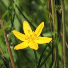 Hypoxis hygrometrica (Golden Weather-grass) at Hume, ACT - 8 Nov 2020 by michaelb
