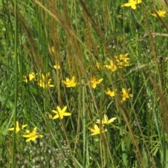 Hypoxis hygrometrica at Hume, ACT - 8 Nov 2020