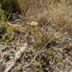 Tolpis barbata at Currawang, NSW - 17 Jan 2021