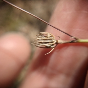 Tolpis barbata at Currawang, NSW - 17 Jan 2021