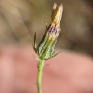 Tolpis barbata at Currawang, NSW - 17 Jan 2021