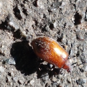 Ecnolagria grandis at Yarralumla, ACT - 17 Jan 2021