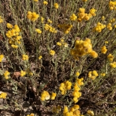 Chrysocephalum apiculatum (Common Everlasting) at Forde, ACT - 16 Jan 2021 by Jenny54