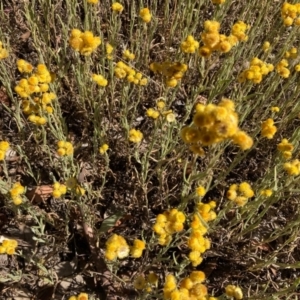 Chrysocephalum apiculatum at Forde, ACT - 17 Jan 2021