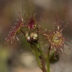 Drosera sp. (A Sundew) at Gossan Hill - 28 Aug 2020 by AlisonMilton