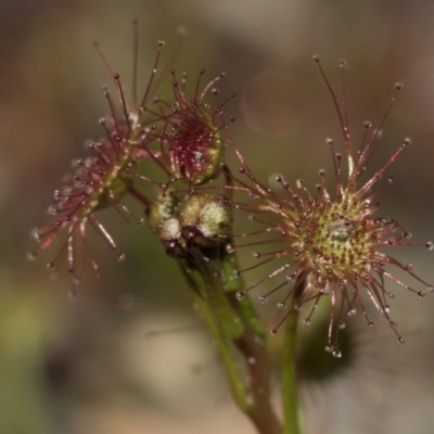 Drosera sp. (A Sundew) at Point 610 - 28 Aug 2020 by AlisonMilton