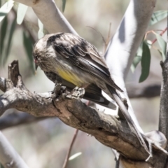 Anthochaera carunculata (Red Wattlebird) at Bruce, ACT - 13 Oct 2020 by AlisonMilton