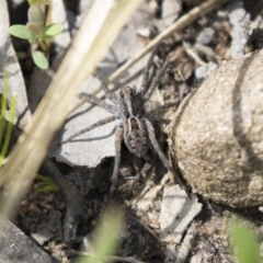 Tasmanicosa sp. (genus) (Tasmanicosa wolf spider) at Bruce, ACT - 13 Oct 2020 by AlisonMilton