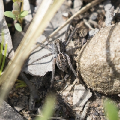 Tasmanicosa sp. (genus) (Unidentified Tasmanicosa wolf spider) at Bruce Ridge to Gossan Hill - 13 Oct 2020 by AlisonMilton