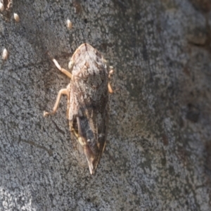 Stenocotis depressa at Higgins, ACT - 14 Jan 2021