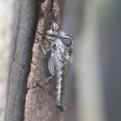 Cerdistus sp. (genus) (Slender Robber Fly) at Higgins, ACT - 15 Jan 2021 by AlisonMilton
