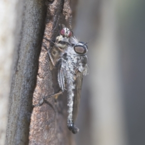 Cerdistus sp. (genus) at Higgins, ACT - 16 Jan 2021 08:32 AM