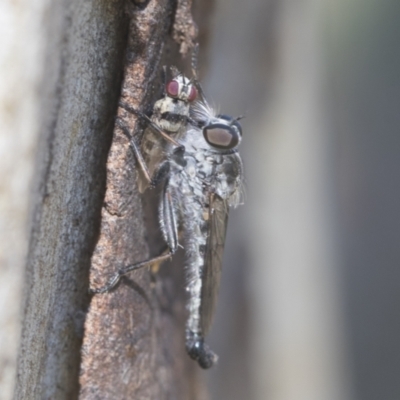 Cerdistus sp. (genus) (Slender Robber Fly) at Higgins, ACT - 15 Jan 2021 by AlisonMilton