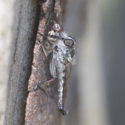 Cerdistus sp. (genus) (Slender Robber Fly) at Higgins, ACT - 16 Jan 2021 by AlisonMilton