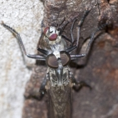 Cerdistus sp. (genus) at Higgins, ACT - 16 Jan 2021