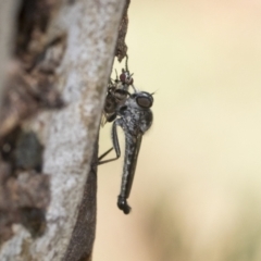 Cerdistus sp. (genus) at Higgins, ACT - 16 Jan 2021