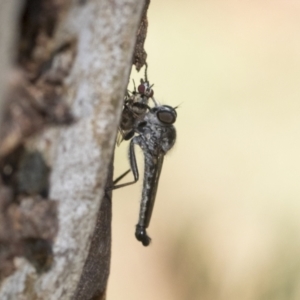 Cerdistus sp. (genus) at Higgins, ACT - 16 Jan 2021