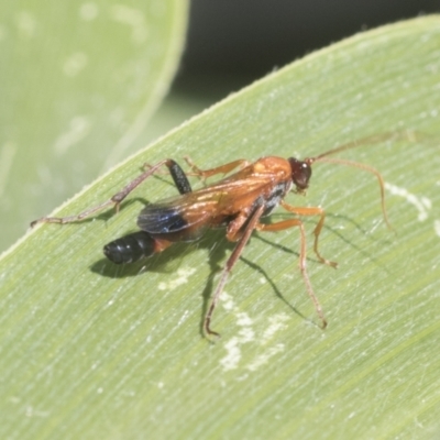 Ctenochares bicolorus (Black-tipped orange ichneumon) at Higgins, ACT - 16 Jan 2021 by AlisonMilton