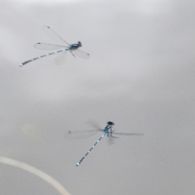 Austrolestes leda (Wandering Ringtail) at Phillip, ACT - 8 Sep 2020 by AlisonMilton