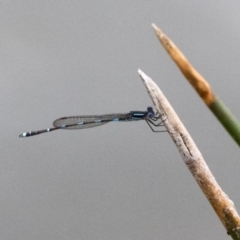 Austrolestes leda at Phillip, ACT - 8 Sep 2020 02:10 PM