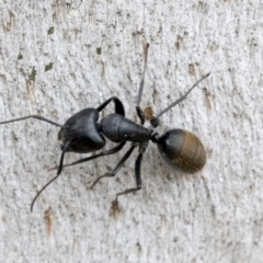 Camponotus aeneopilosus (A Golden-tailed sugar ant) at Phillip, ACT - 8 Sep 2020 by AlisonMilton