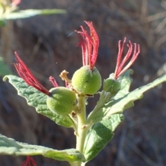 Adriana tomentosa var. tomentosa (Eastern Bitterbush) at Stromlo, ACT - 17 Jan 2021 by RWPurdie