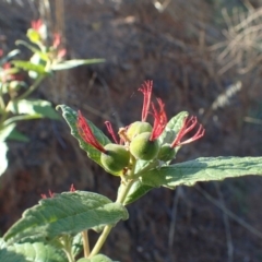 Adriana tomentosa var. tomentosa at Stromlo, ACT - 17 Jan 2021 01:30 PM