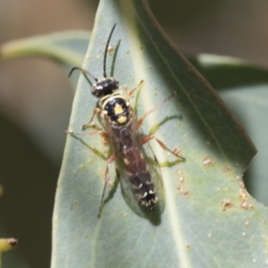 Tiphiidae (family) at Weetangera, ACT - 12 Jan 2021