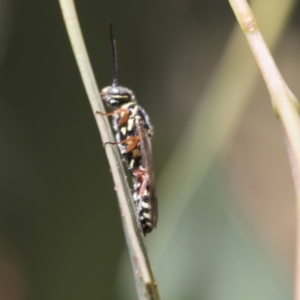 Tiphiidae (family) at Weetangera, ACT - 12 Jan 2021