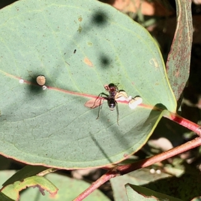 Iridomyrmex purpureus (Meat Ant) at Aranda Bushland - 16 Jan 2021 by KMcCue