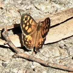 Geitoneura klugii (Marbled Xenica) at Paddys River, ACT - 16 Jan 2021 by KMcCue