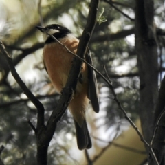 Pachycephala rufiventris (Rufous Whistler) at Paddys River, ACT - 16 Jan 2021 by KMcCue