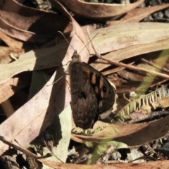 Geitoneura klugii (Marbled Xenica) at Paddys River, ACT - 16 Jan 2021 by KMcCue