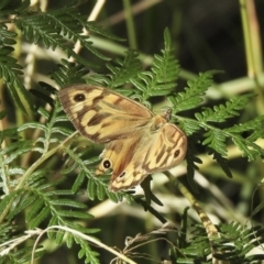 Heteronympha merope at Paddys River, ACT - 16 Jan 2021