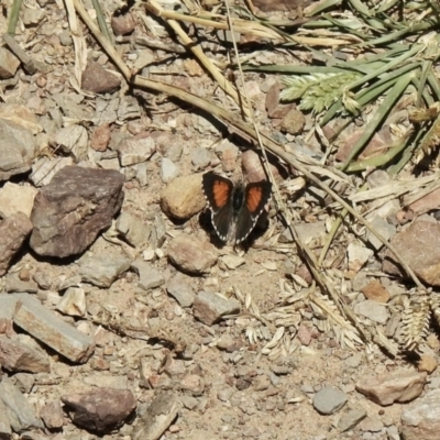 Lucia limbaria (Chequered Copper) at Aranda Bushland - 16 Jan 2021 by KMcCue