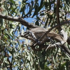 Philemon corniculatus (Noisy Friarbird) at Holt, ACT - 15 Jan 2021 by KMcCue