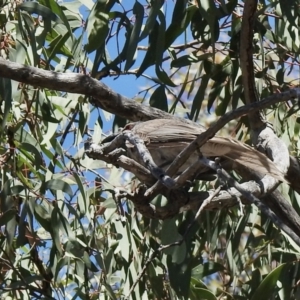 Philemon corniculatus at Holt, ACT - 16 Jan 2021