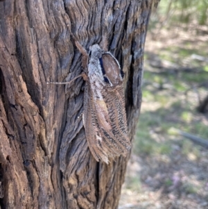 Endoxyla encalypti at Queanbeyan East, NSW - 17 Jan 2021 03:06 PM