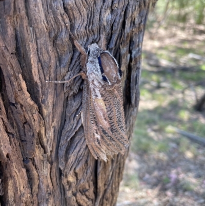 Endoxyla encalypti (Wattle Goat Moth) at Queanbeyan East, NSW - 17 Jan 2021 by EmilySR