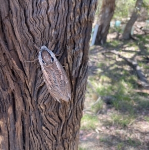 Endoxyla encalypti at Queanbeyan East, NSW - 17 Jan 2021 03:06 PM