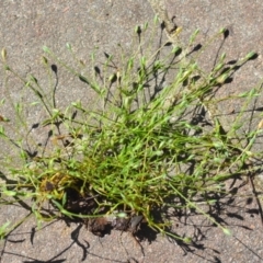 Moenchia erecta at Wamboin, NSW - 3 Nov 2020