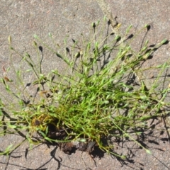 Moenchia erecta at Wamboin, NSW - 3 Nov 2020