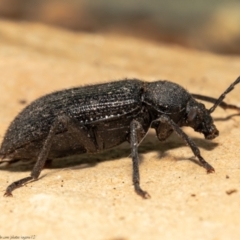 Metistete gibbicollis (Darkling beetle) at Macgregor, ACT - 17 Jan 2021 by Roger