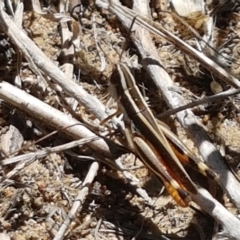 Macrotona australis (Common Macrotona Grasshopper) at Molonglo River Reserve - 17 Jan 2021 by tpreston