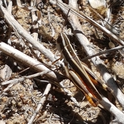 Macrotona australis (Common Macrotona Grasshopper) at Denman Prospect, ACT - 17 Jan 2021 by tpreston