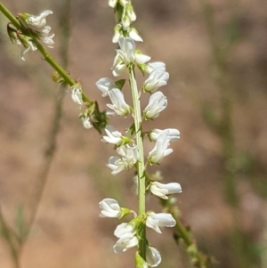 Melilotus albus at Molonglo River Reserve - 17 Jan 2021